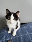 kattungar