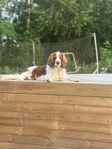 5-årig Welsh springer spaniel tik