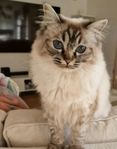 Två mysiga ragdollskatter söker hem 