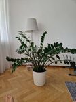 Zamiakalla krukväxt 