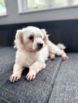 Bichon Maltese