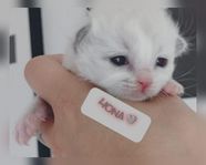 Ragdoll kattunge