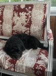 Bichon havanais och dvärgschnauzer mix valpar
