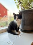 kattungar