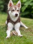 Mini husky söker kärleksfullt hem
