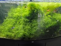 Moss