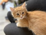 flyttklar kattunge 