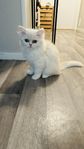 Ragdoll Persian 