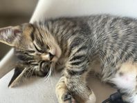flyttklar kattunge