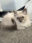 flyttklar kattunge 