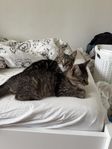 katt ungar 