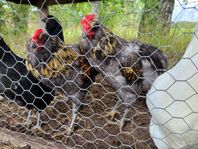 Tupp araucana
