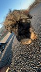 Hund