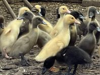 Peking anka och löpank-blandis 