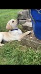 jakt labrador/golden hane 
