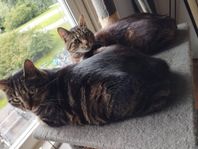 2 katter