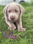 Silverlabradorvalpar