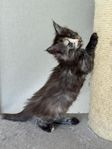 Renrasiga Maine Coon m stamtavla