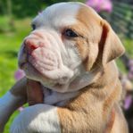 Olde english bulldog valp Tik