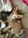 Cornish Rex kattungar!