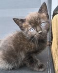 Ragdoll mix kattunge
