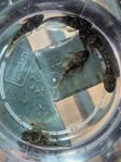 Green dragon ancistrus 