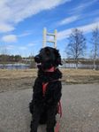 goldendoodle 2år