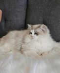 Ragdoll hane med stamtavla