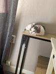 Vacker och snäll hankatt söker nytt tryggt hem