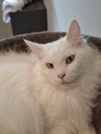 Supersnäll och social katt