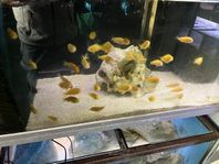 Tropheus Kipilli Albino.