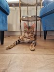 bengal katt