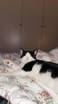 katt Ivar 