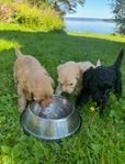 Labradoodles 