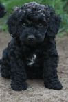 Cockerpoo