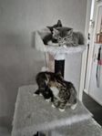 Kattungar 