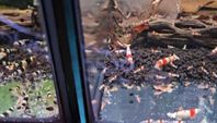 Caridina räkor, Crystal red prl & Crystal black pbl