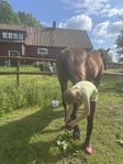 Lösdrift Natural Horsemanship, box paddock, ridhus!
