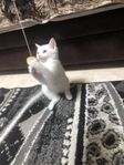 kattungar 