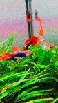 Guppy olika färger från min odling 