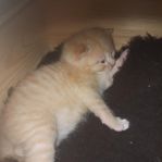 kattungar