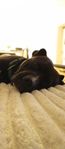 Hanhund 