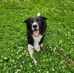 Hundpensionat på landet