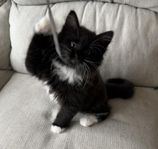 Kattunge Solveig snart 12 v