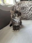 kattunge / skeppskatt 