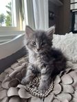 Kattunge
