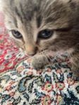 2 Söta Kattungar och Kattmamma.