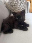 kattunge /skeppskatt