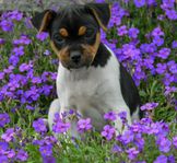 Terrier brasileiro-valp hane leveransklar