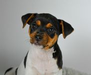 Terrier brasileiro-tik leveransklar